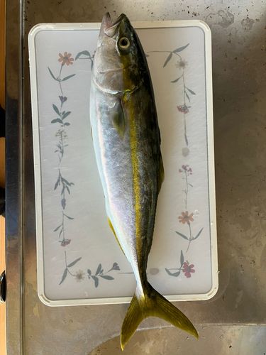 イナダの釣果