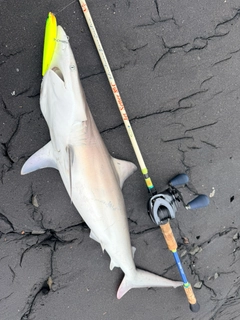 サメの釣果