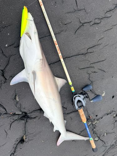 サメの釣果