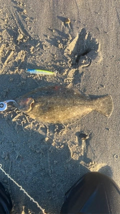 ソゲの釣果