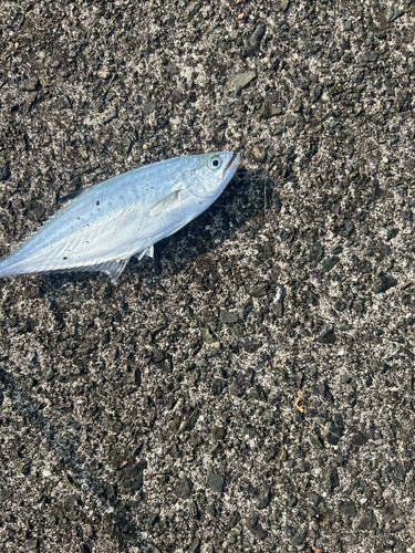 ミナミイケカツオの釣果
