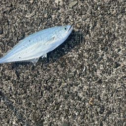 ミナミイケカツオ