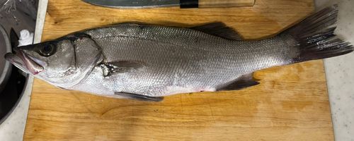 ヒラスズキの釣果