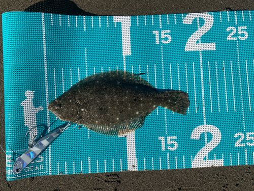 ソゲの釣果