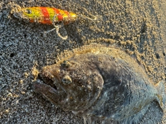 ソゲの釣果