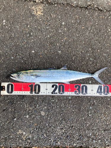 サゴシの釣果