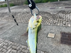 シイラの釣果