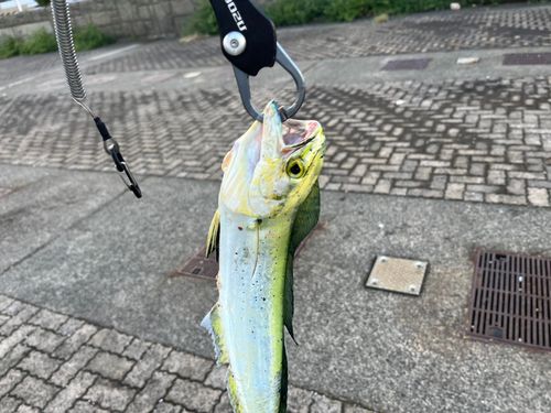 シイラの釣果