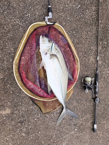 オニヒラアジの釣果