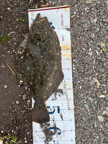 ヒラメの釣果