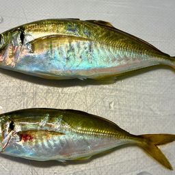 アジ