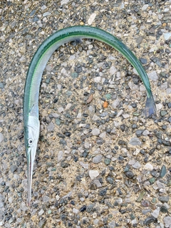 ダツの釣果