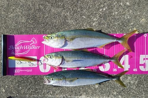 ハマチの釣果