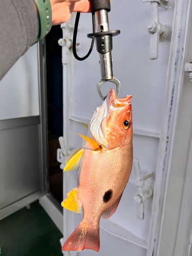 クロホシフエダイ