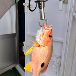 クロホシフエダイ