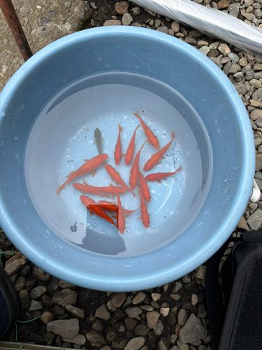 キンギョの釣果