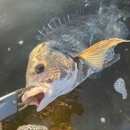 チヌ