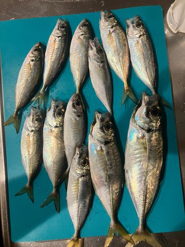 アジの釣果
