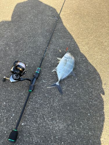 メッキの釣果
