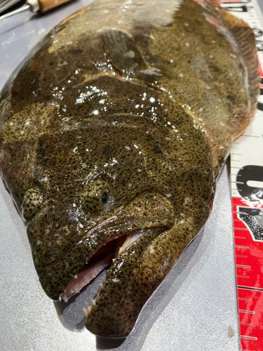 ヒラメの釣果