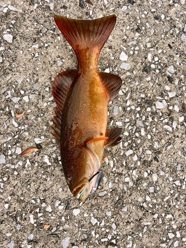 コクハンアラの釣果