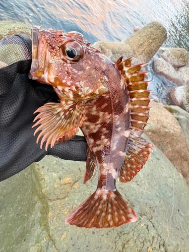 ガシラの釣果