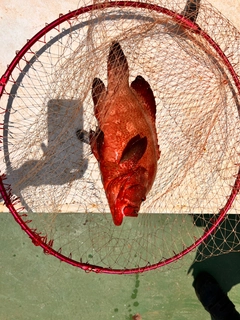 アザハタの釣果