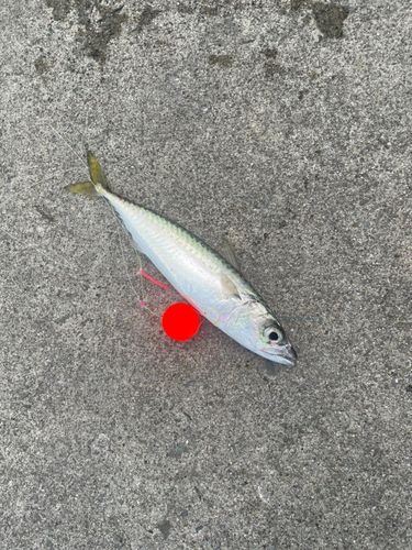 サバの釣果