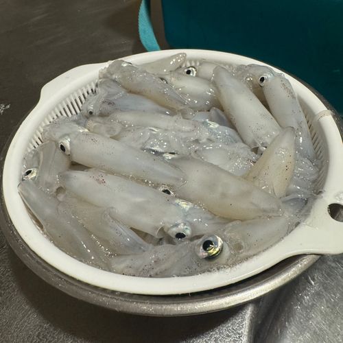 マメイカの釣果