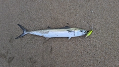 サゴシの釣果