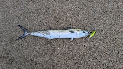 サゴシの釣果
