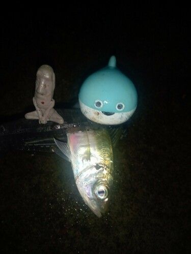 マアジの釣果