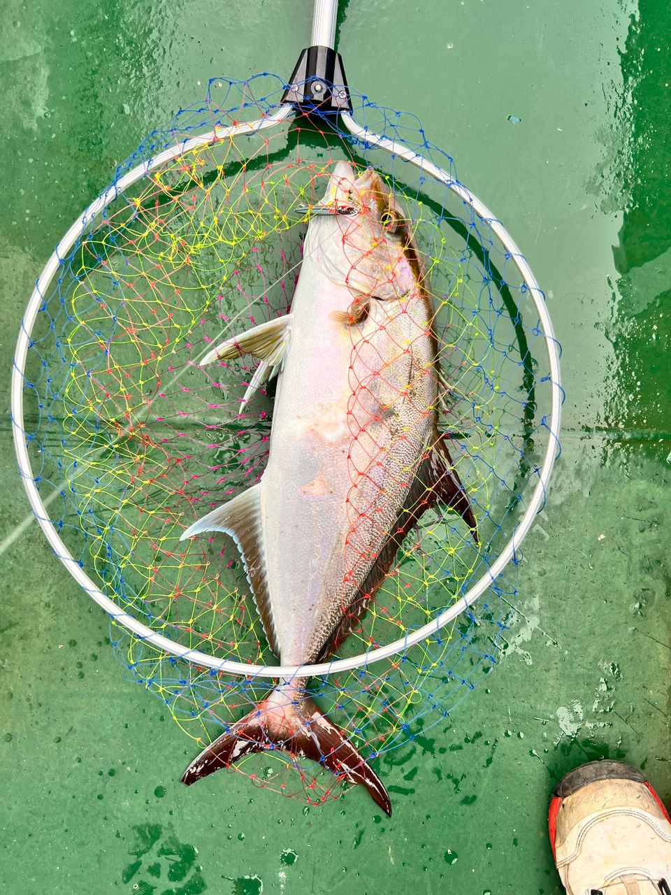 ヒレナガカンパチ