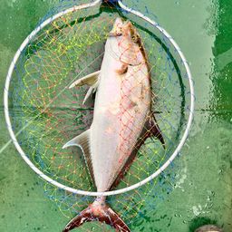 ヒレナガカンパチ