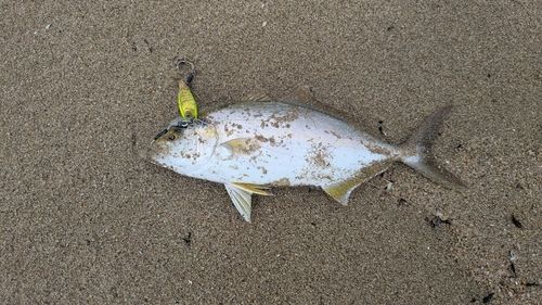 シオの釣果