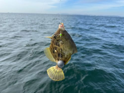 カワハギの釣果