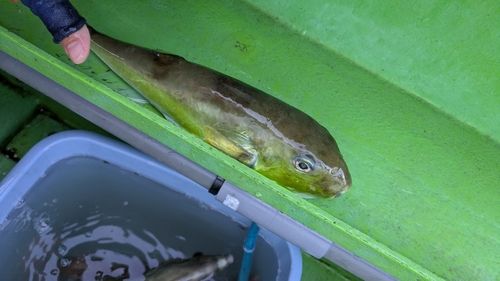 シロサバフグの釣果