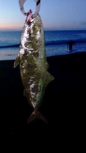 ワカシの釣果