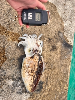 コブシメの釣果