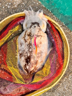 コブシメの釣果