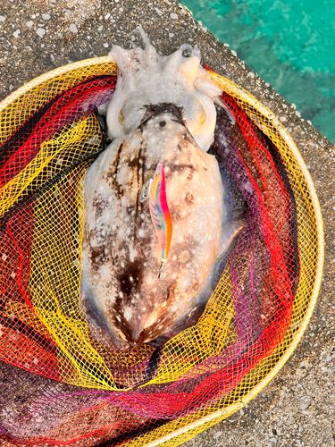 コブシメの釣果