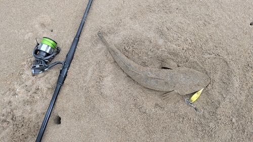 マゴチの釣果