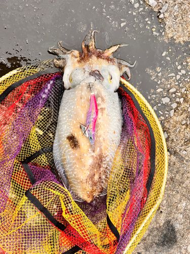 コブシメの釣果