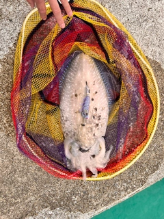 コブシメの釣果