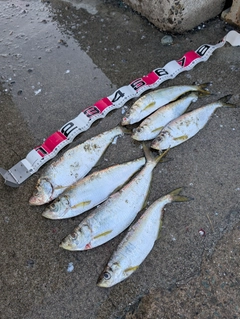ヒラの釣果
