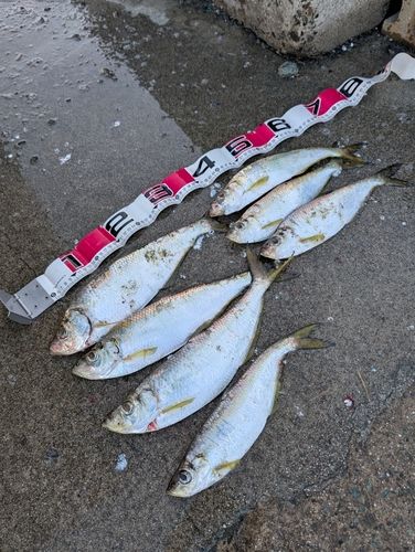 ヒラの釣果