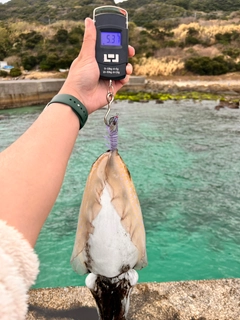 コブシメの釣果