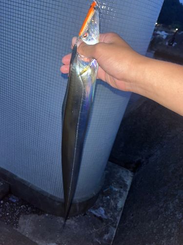 タチウオの釣果