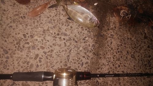 メッキの釣果