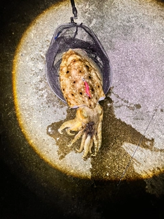 コブシメの釣果